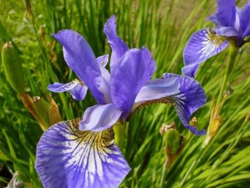 iris flower image